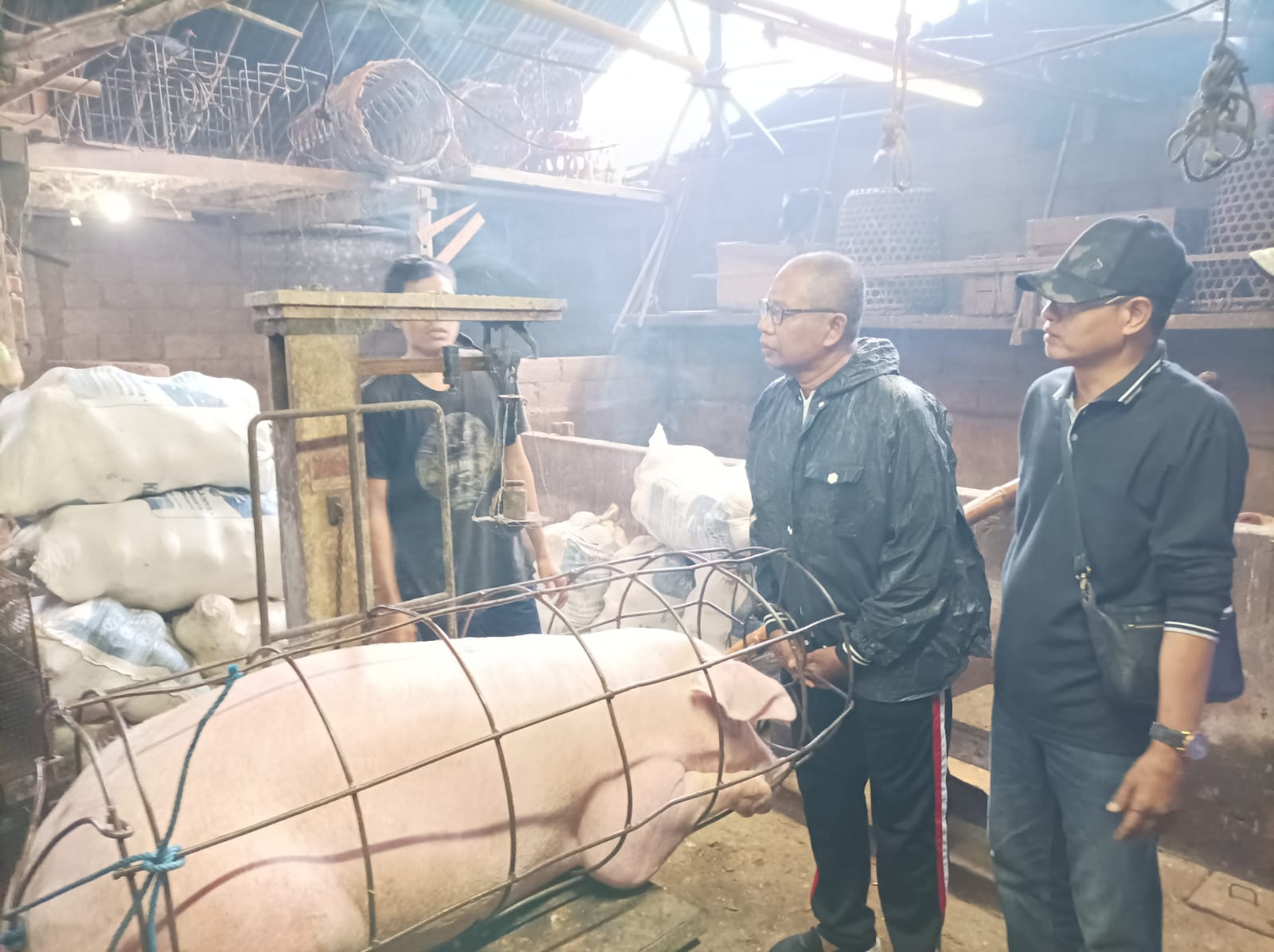 Panen Dalam Kegiatan Ketahanan Pangan Hewani Kelompok Ternak Babi Sidhi Walung