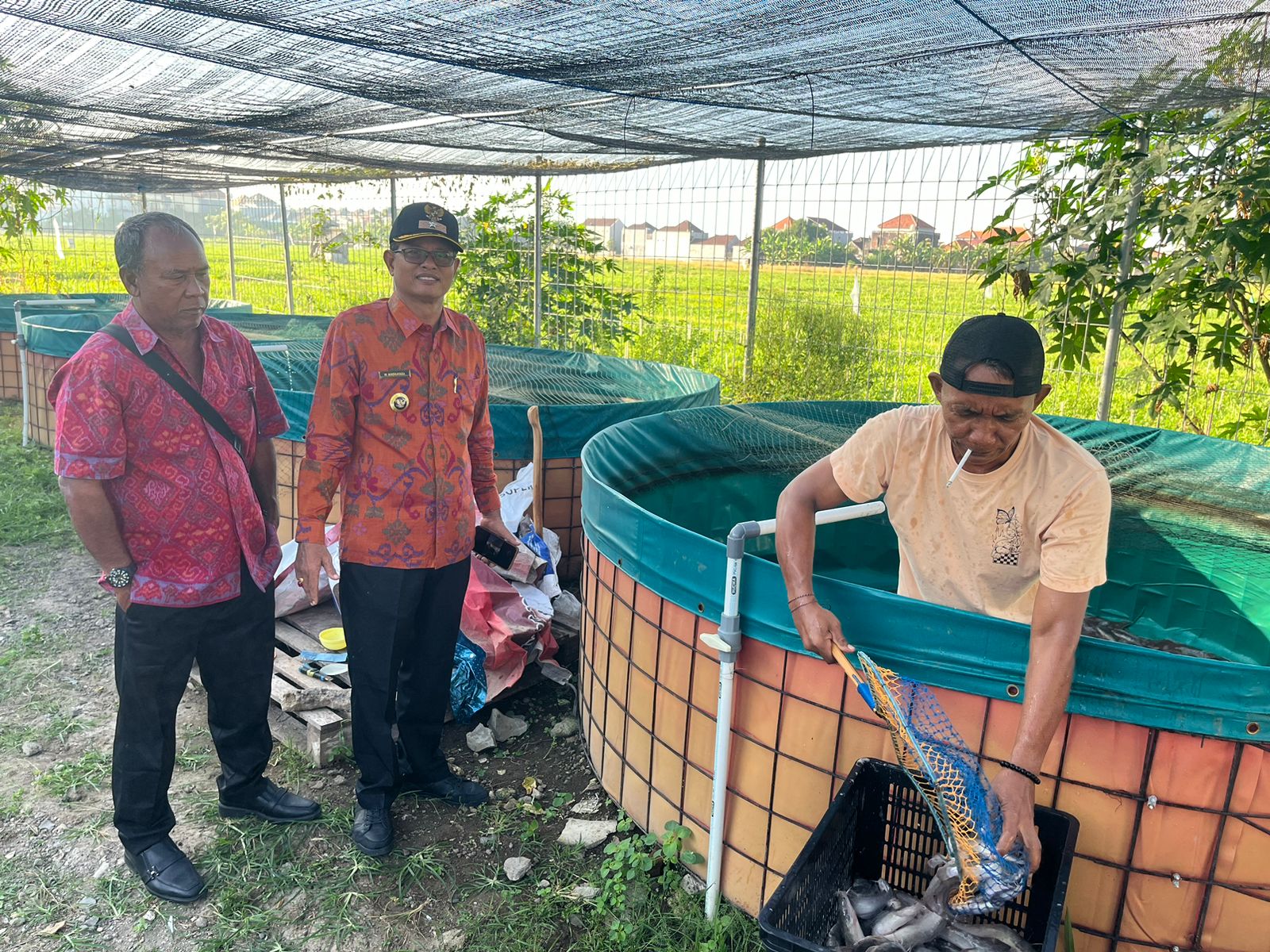 PANEN IKAN LELE DALAM PROGRAM KETAHANAN PANGAN DESA SIDAKARYA