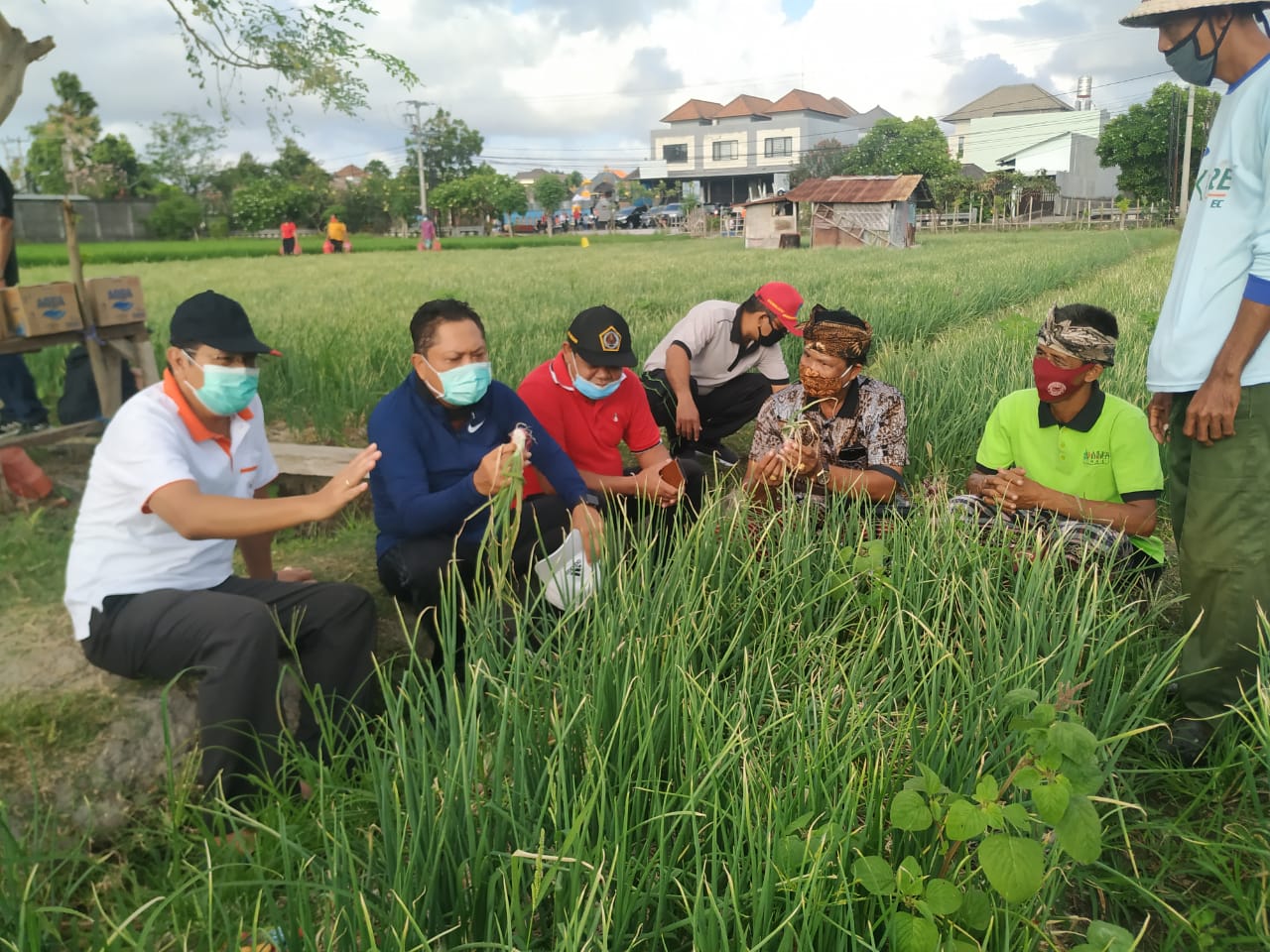 Panen Bawang Merah Perdana Pesedahan Yeh Oongan Sidakarya